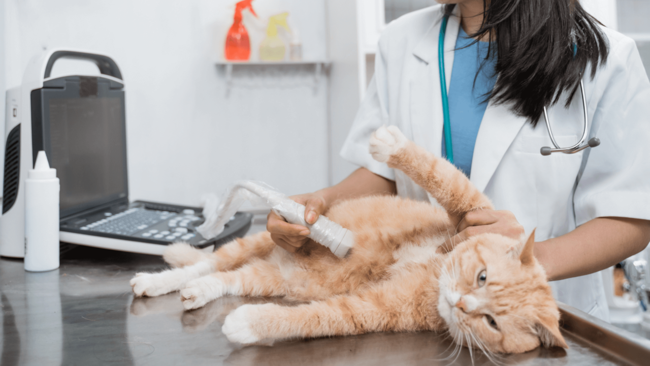 Ultrasound | Airport Animal Hospital