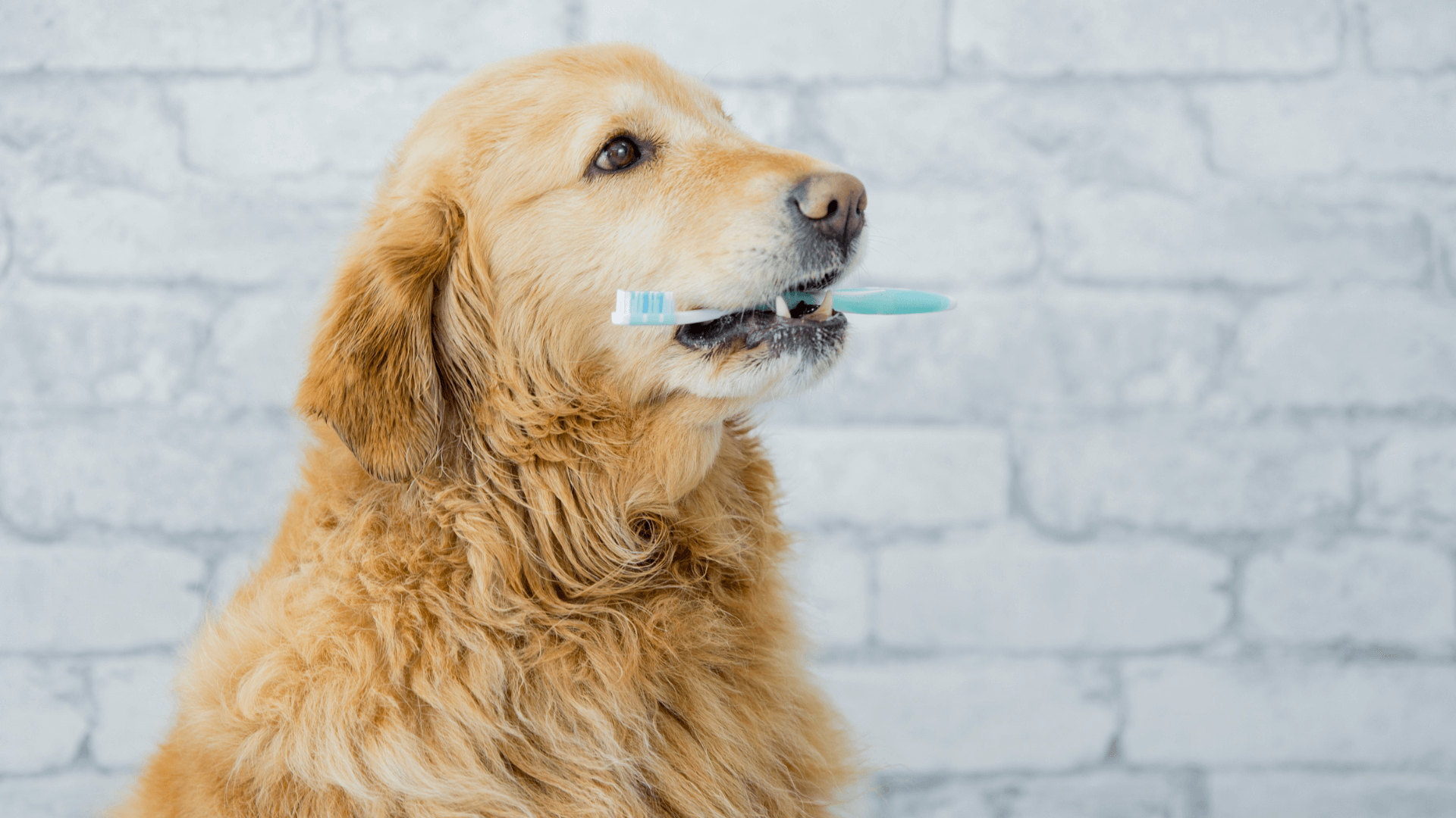 Dog holding a tooth brush in its mouth