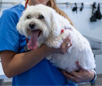 A dog held in the hands of a vet