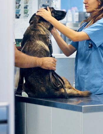 A vet examining a dog held by a person on table