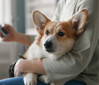 A dog sitting on a person's lap, being held by their arm