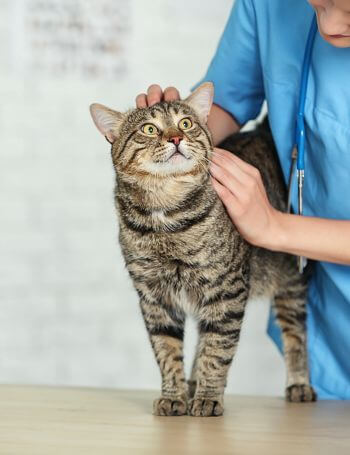 A vet examining a cat standing on table