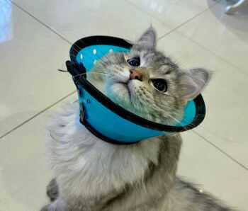 A cat wearing blue surgery collar looking up