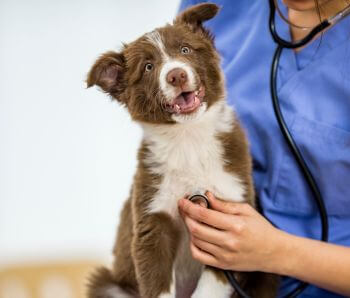 A dog being examined by a veterinarian with a stethoscope