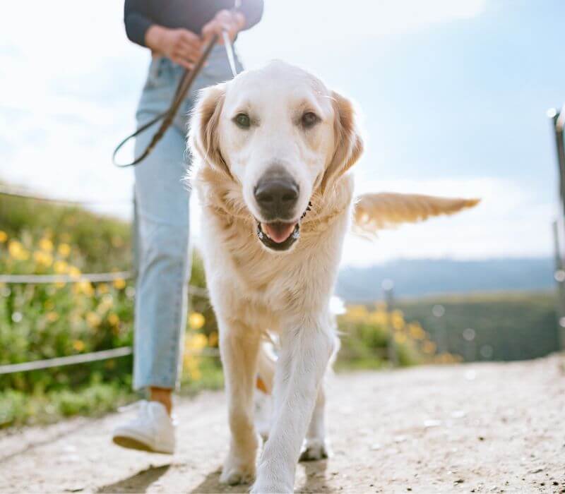 woman walking with pet dog