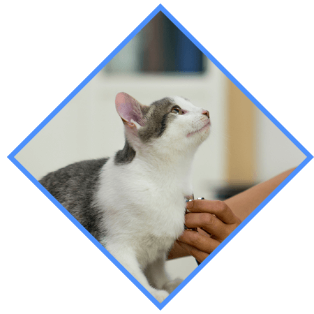 A grey and white cat being examined by a vet