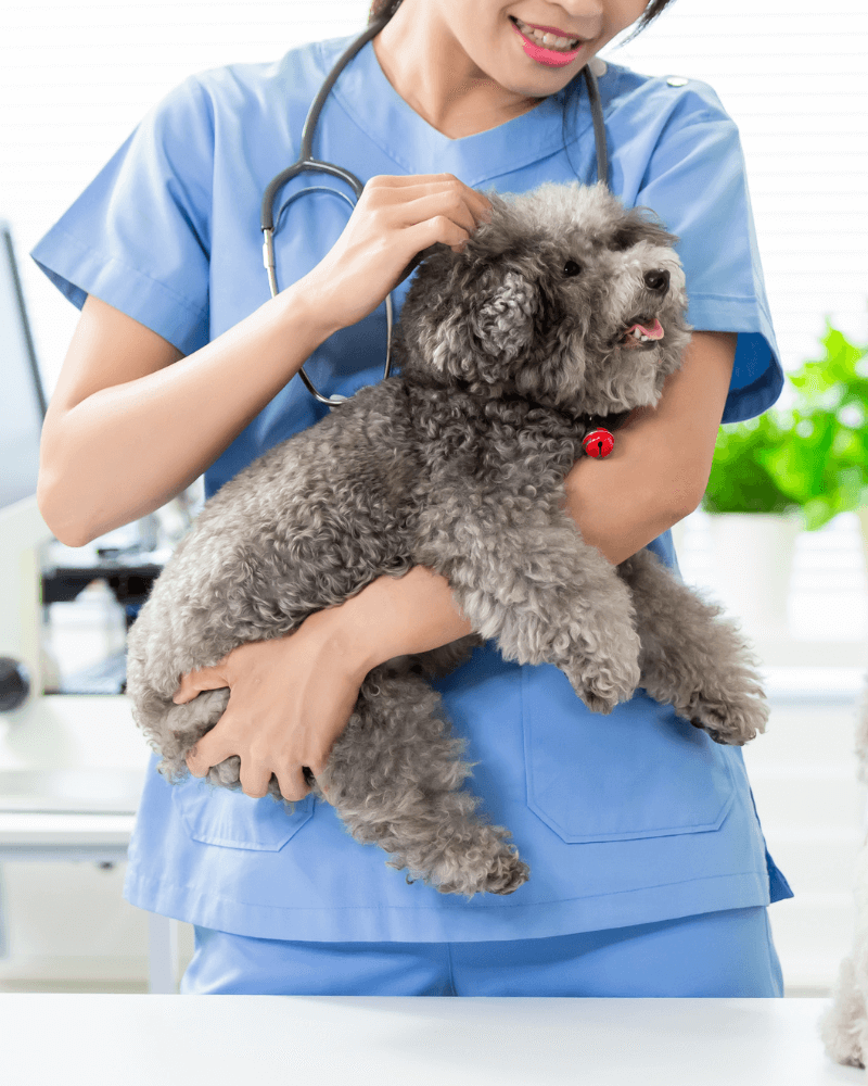 Veterinarian holding and petting a dog in hand