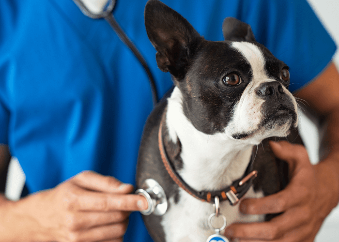 Veterinarian examining a dog with stethoscope