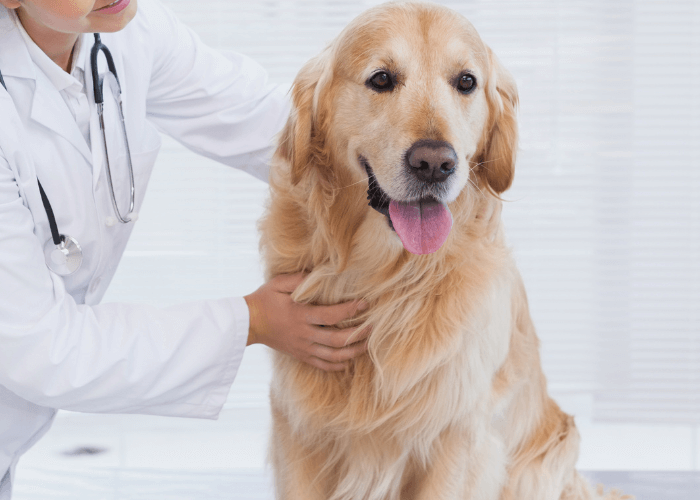 Vet examining a dog sitting on table