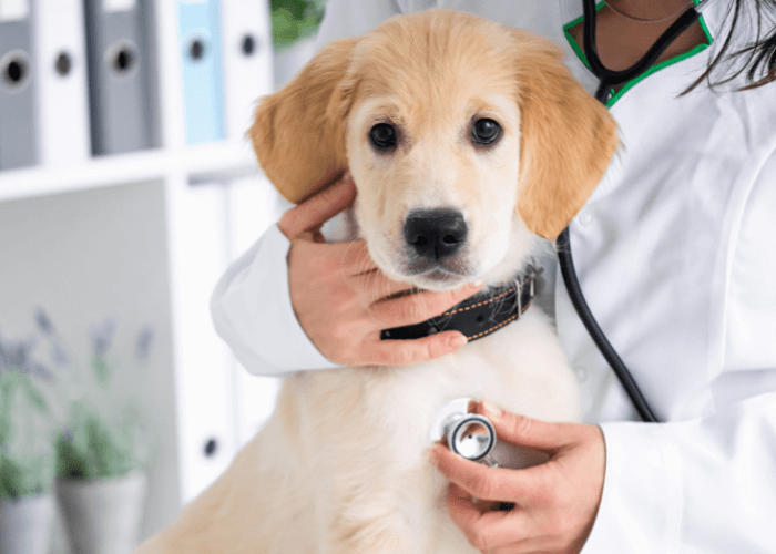 Veterinarian examining a white dog with stethoscope