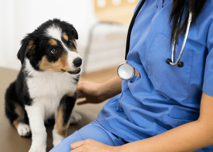 A dog and a vet sitting together on table