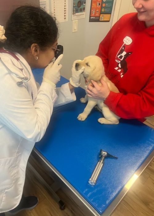 Vwt examines dog's teeth for any dental issues.